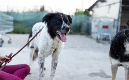 Die wunderschöne Kelly sucht tierliebe Menschen!