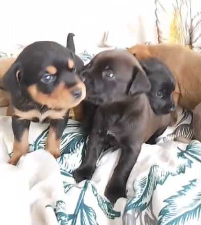 Wundervolle Welpe Hündin sucht ihr Zuhause