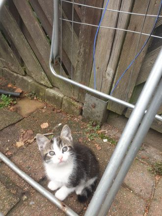Super süße kitten