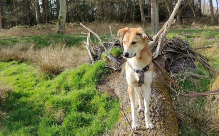Polly sucht ihren sicheren Hafen