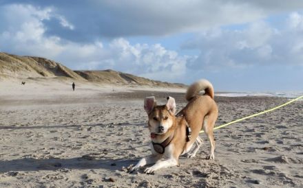 Polly sucht ihren sicheren Hafen