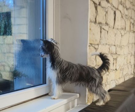 Chinese crested dog powderpuff