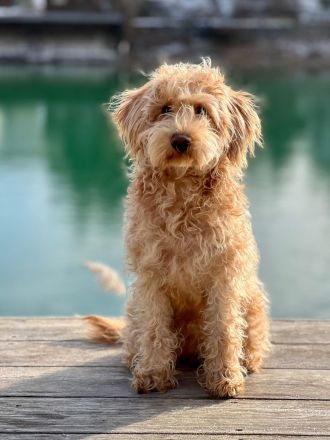 **Schnoodle-Welpen** Herzensbrecher auf vier Pfoten