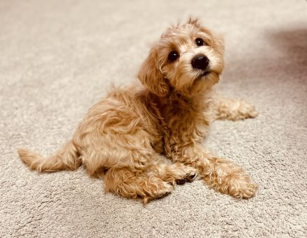 **Schnoodle-Welpen** Herzensbrecher auf vier Pfoten