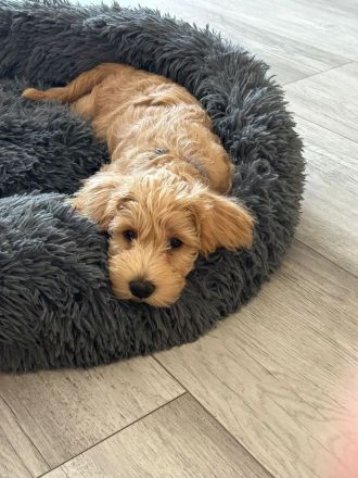 **Schnoodle-Welpen** Herzensbrecher auf vier Pfoten