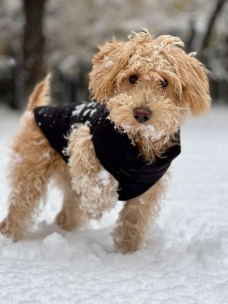 **Schnoodle-Welpen** Herzensbrecher auf vier Pfoten