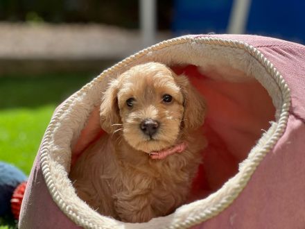 **Schnoodle-Welpen** Herzensbrecher auf vier Pfoten