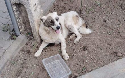 Kalea auf der Suche nach dem Glück