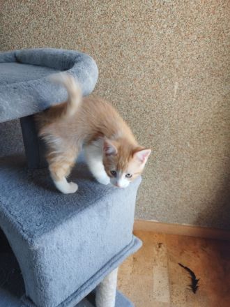 Maine Coon Kitten Mix