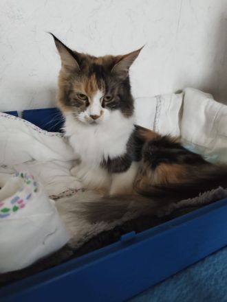 Maine Coon Kitten Mix