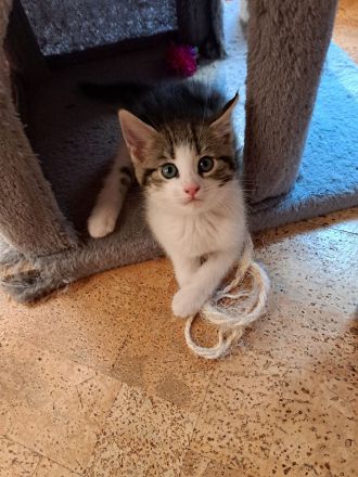 Maine Coon Kitten Mix