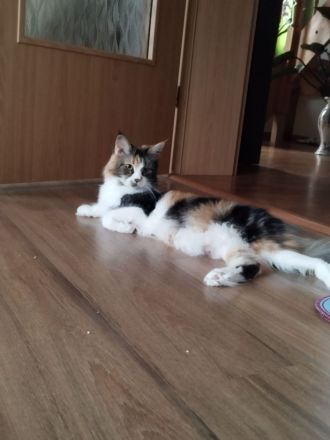 Maine Coon Kitten Mix