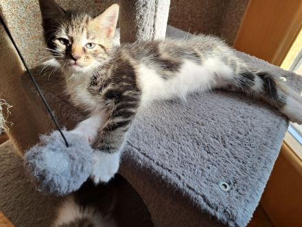 Maine Coon Kitten Mix