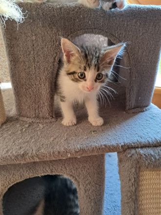 Maine Coon Kitten Mix