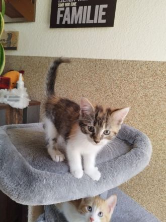 Maine Coon Kitten Mix