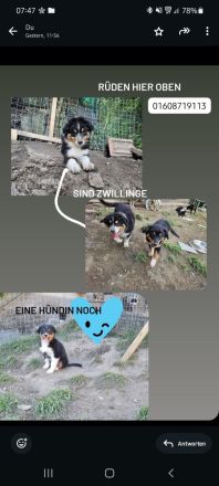 Australian shepherds zuverkaufen