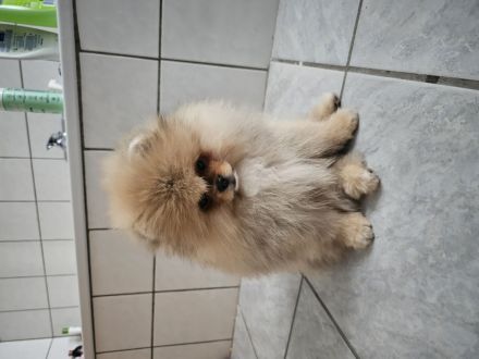 Pomeranian zwergspitz Welpe
