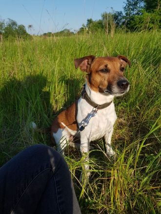 Deckrüde Jack Russell Terrier - Trikolor