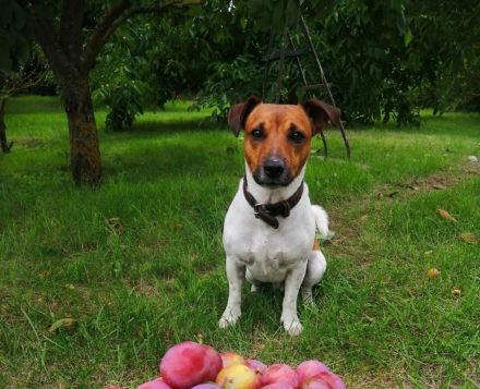 Deckrüde Jack Russell Terrier - Trikolor