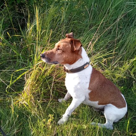 Deckrüde Jack Russell Terrier - Trikolor