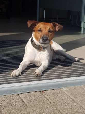 Deckrüde Jack Russell Terrier - Trikolor