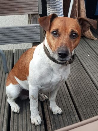 Deckrüde Jack Russell Terrier - Trikolor