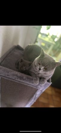 Wunderschöner BKH Zuchtkater mit Traumcharkter!