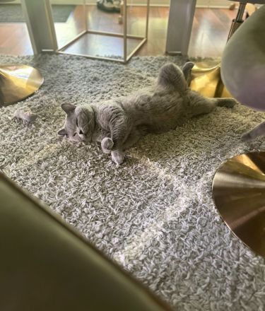 Wunderschöner BKH Zuchtkater mit Traumcharkter!