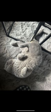 Wunderschöner BKH Zuchtkater mit Traumcharkter!