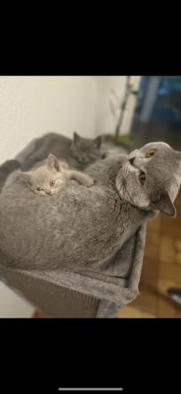 Wunderschöner BKH Zuchtkater mit Traumcharkter!