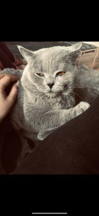 Wunderschöner BKH Zuchtkater mit Traumcharkter!