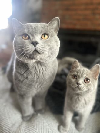 Wunderschöner BKH Zuchtkater mit Traumcharkter!