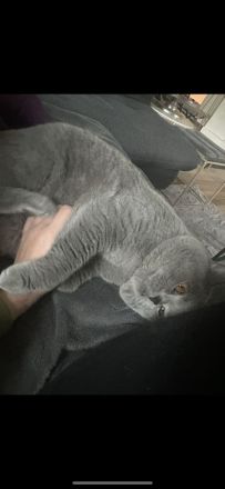 Wunderschöner BKH Zuchtkater mit Traumcharkter!