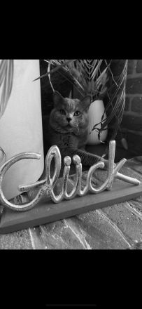 Wunderschöner BKH Zuchtkater mit Traumcharkter!