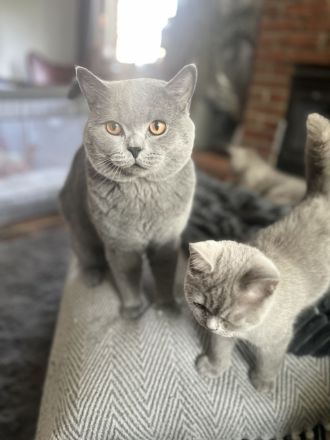 Wunderschöner BKH Zuchtkater mit Traumcharkter!