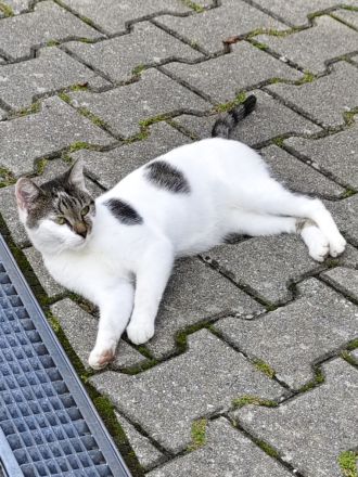 kleines zartes Katzenmädchen 18 Monate sucht dringend eigenes Zuhause