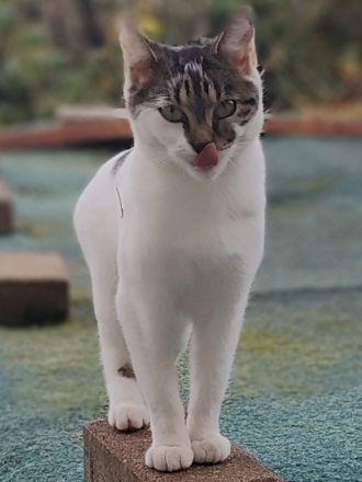 kleines zartes Katzenmädchen 18 Monate sucht dringend eigenes Zuhause