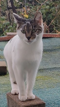 kleines zartes Katzenmädchen 18 Monate sucht dringend eigenes Zuhause