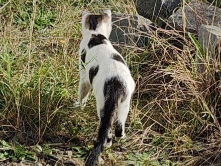 kleines zartes Katzenmädchen 18 Monate sucht dringend eigenes Zuhause