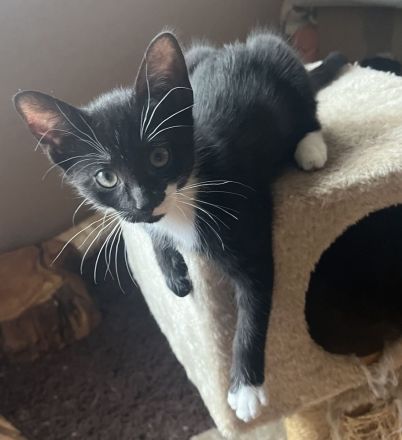 2 Baby-Katzen, 12 Wochen alt, abzugeben