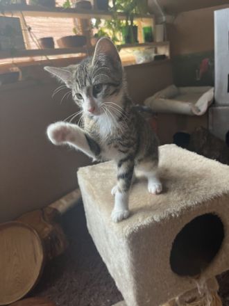 2 Baby-Katzen, 12 Wochen alt, abzugeben