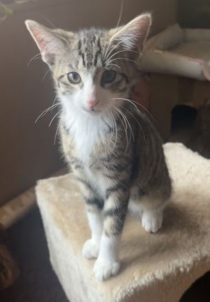 2 Baby-Katzen, 12 Wochen alt, abzugeben