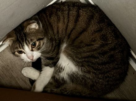 BKH mix sucht dringend neues zuhause