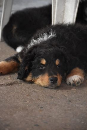 Australien Shepard/Bordercollie Mix Welpe