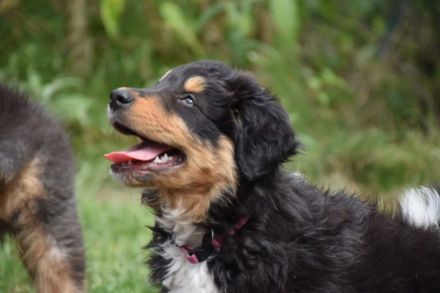 Australien Shepard/Bordercollie Mix Welpe