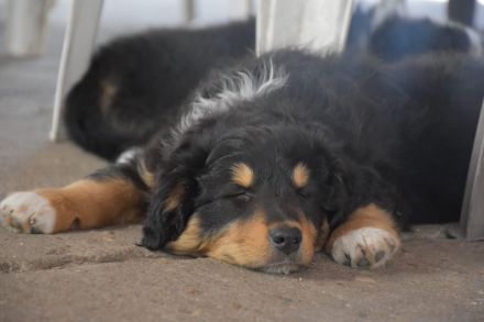 Australien Shepard/Bordercollie Mix Welpe