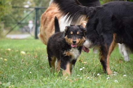Australien Shepard/Bordercollie Mix Welpe