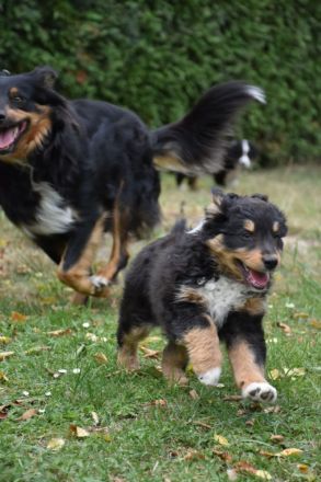Australien Shepard/Bordercollie Mix Welpe