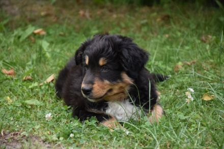Australien Shepard/Bordercollie Mix Welpe