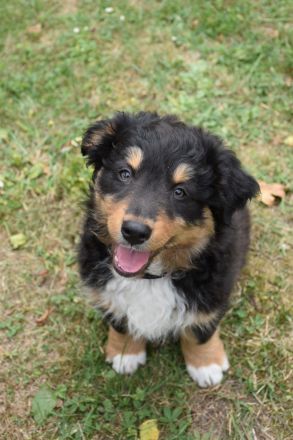 Australien Shepard/Bordercollie Mix Welpe